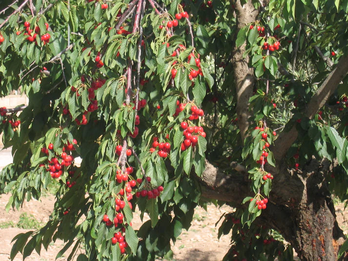 BORDEAUX CHERRY Balsamic Vinegar