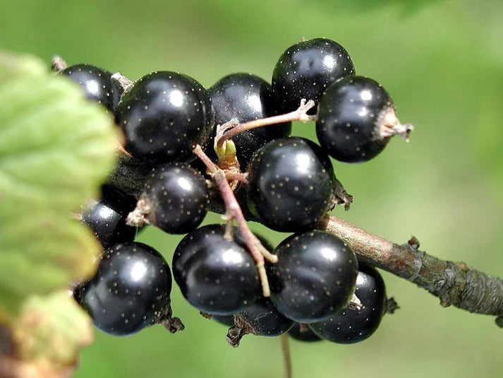 BLACK CURRANT Balsamic Vinegar