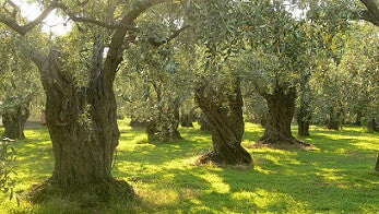 KORONEIKI  Extra Virgin Olive Oil - Greece